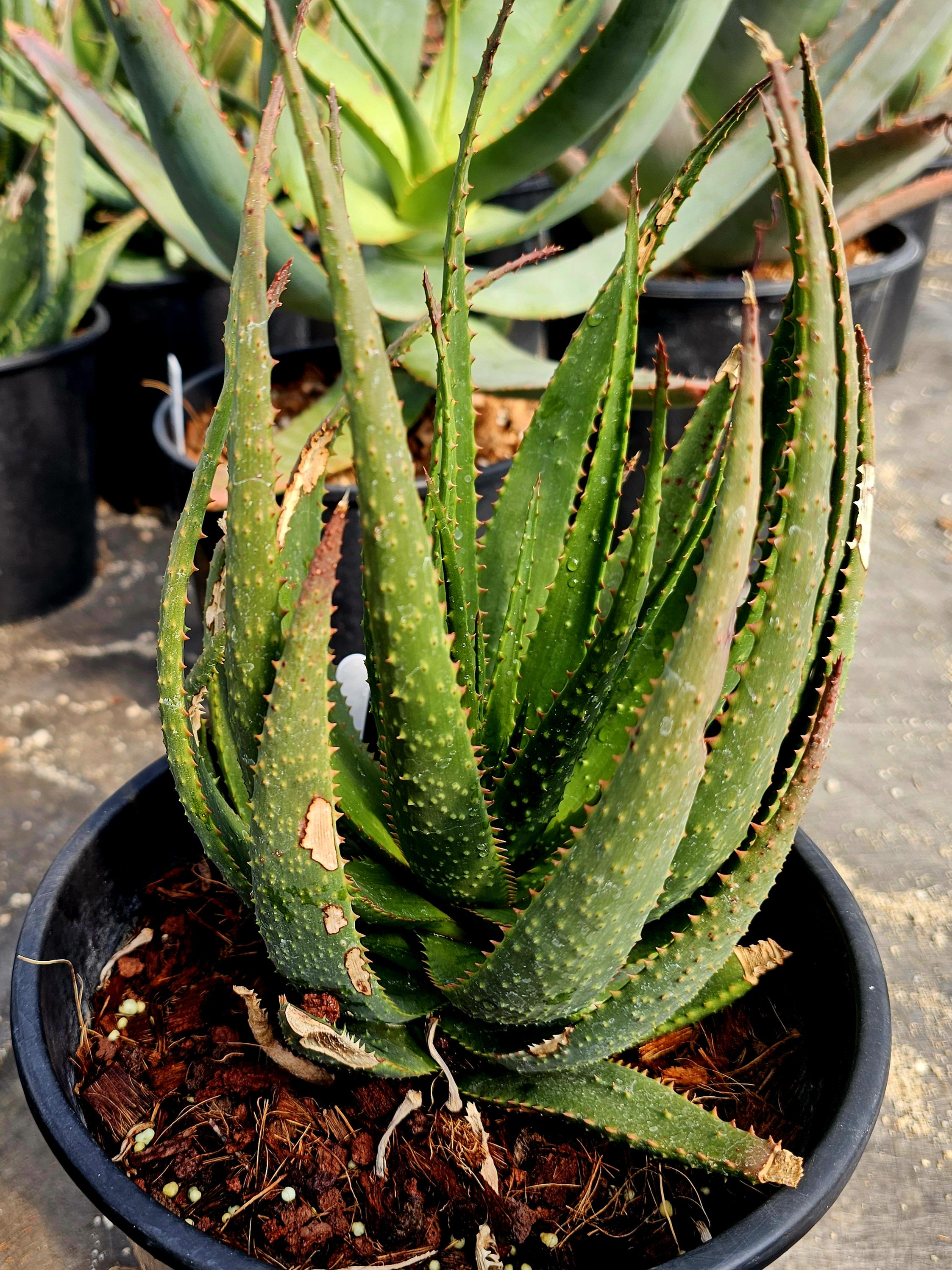 2g Aloe Capitata X Humilis Hybrid, Forest Green Bumpy Foliage, Red ...