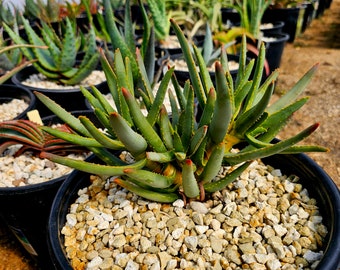 3g Aloe Ramosissima with 9 heads. Seed grown from South African seed stock. Extreme branching phenotype. Top shelf