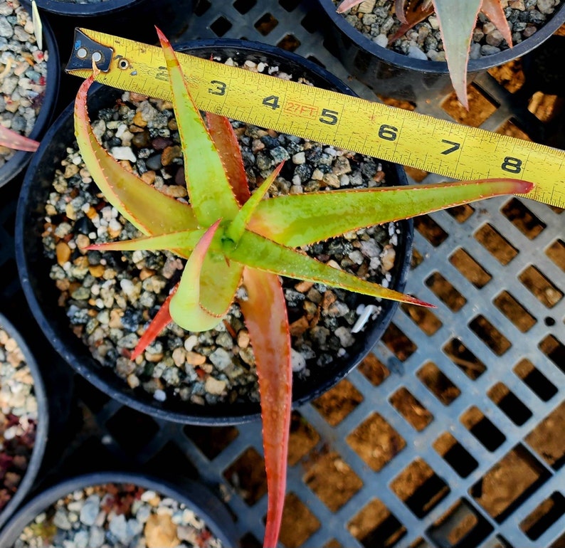 2g Aloe Alooides hybrid. Top shelf, seed grown at Circadian Rhythm. This should be interesting plants as they muture. Flower is unknown image 10