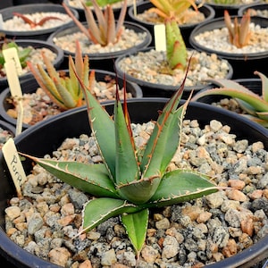 Agave Purpusorum - Etsy