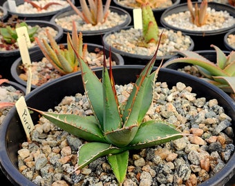 2g Agave Purpusorum: Seed Grown, Top Shelf Agave