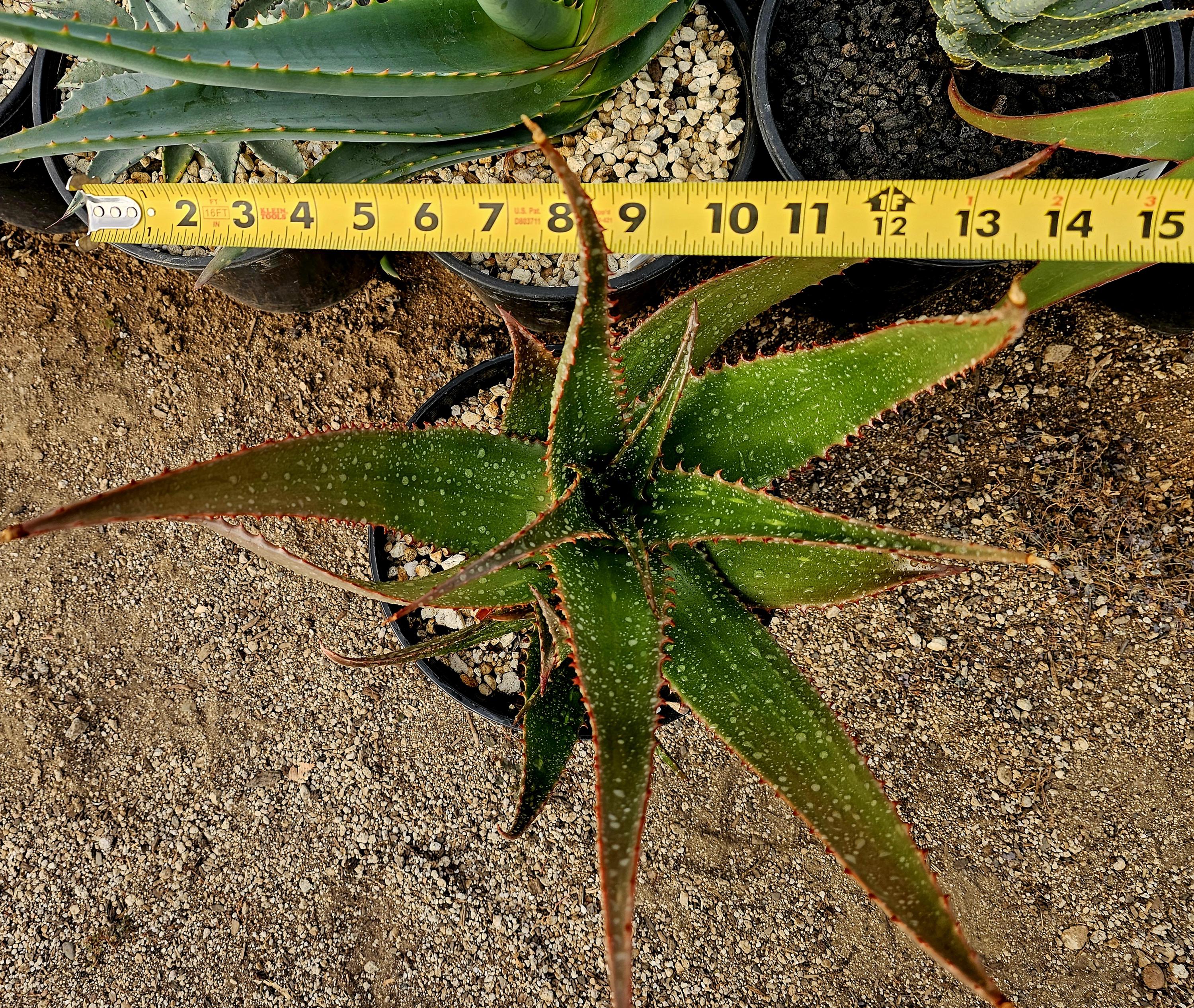 2g Aloe Butiabana: Rare Western Uganda Aloe With Red Flowers - Etsy