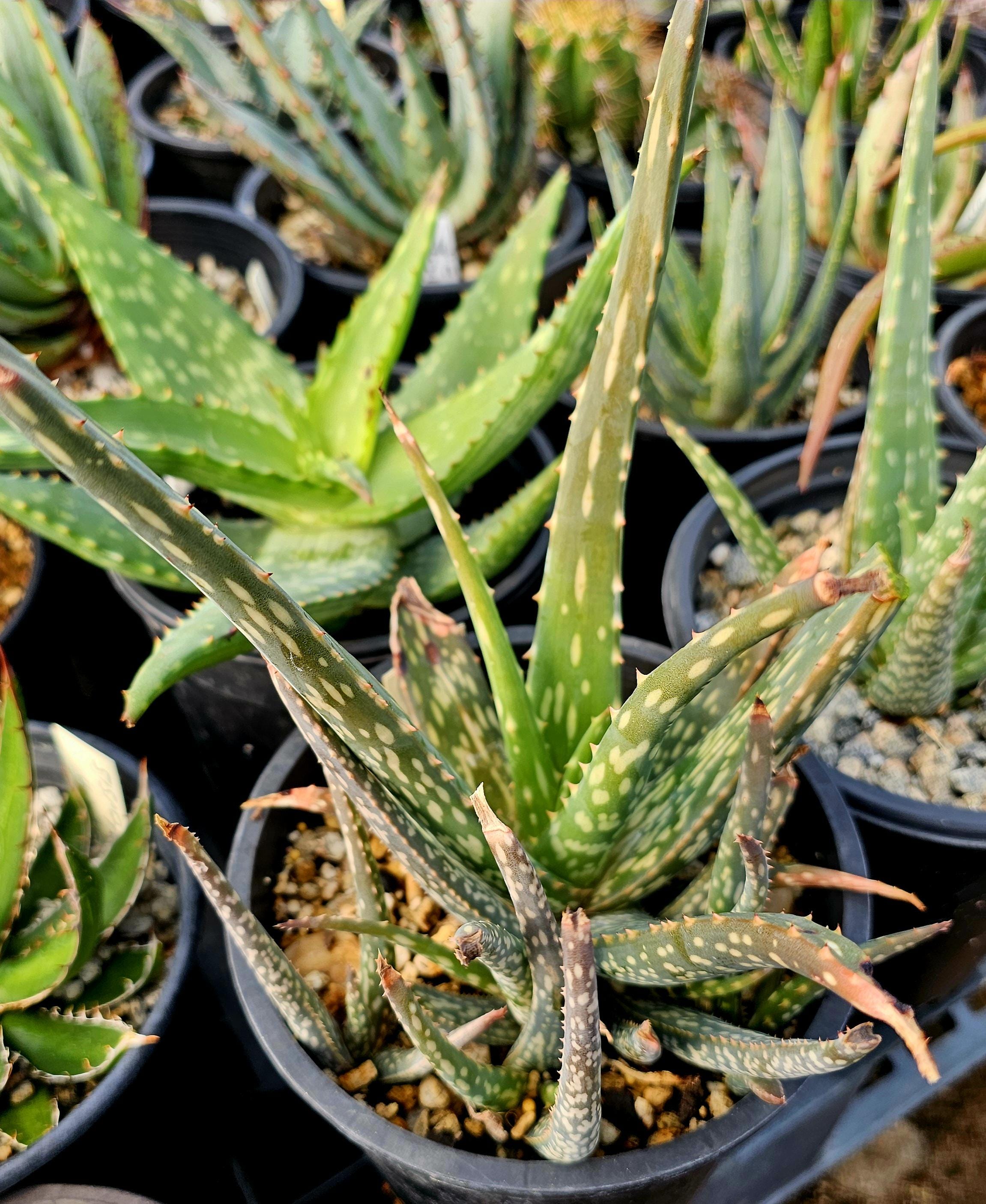Aloe Bertemariae: Rare Seed Grown Succulent from Ethiopia - Etsy 日本