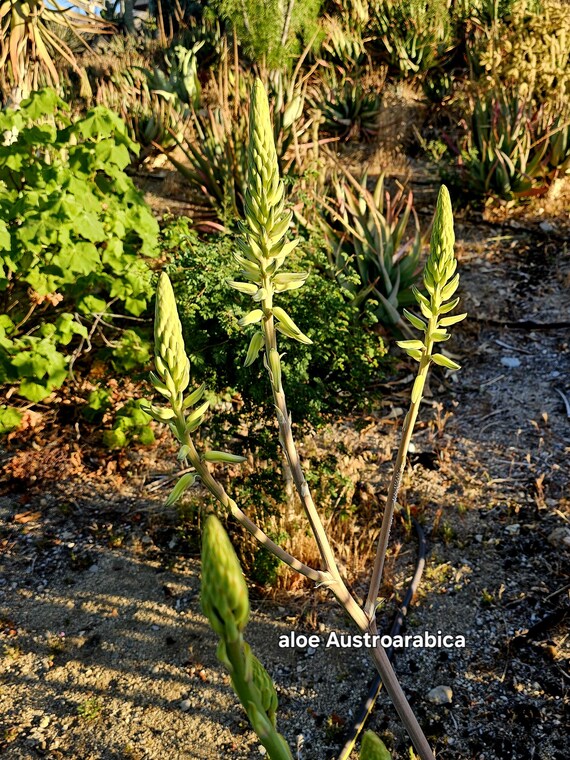 aloe vera king wo kaufen OKF - Aloe Vera King Blaubeere
