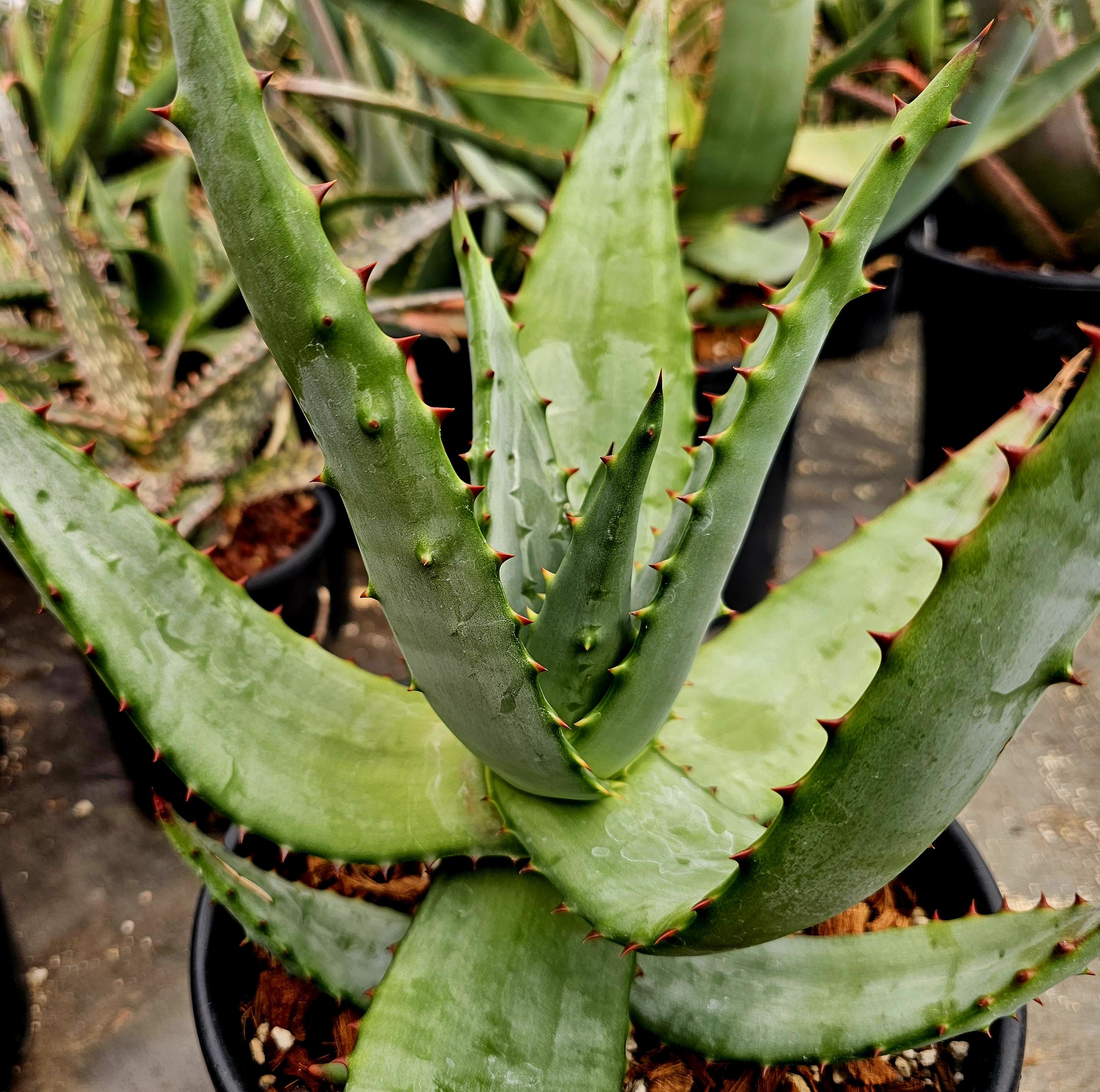aloe king wo kaufen OKF Aloe Vera King Traube 500ml main image 1
