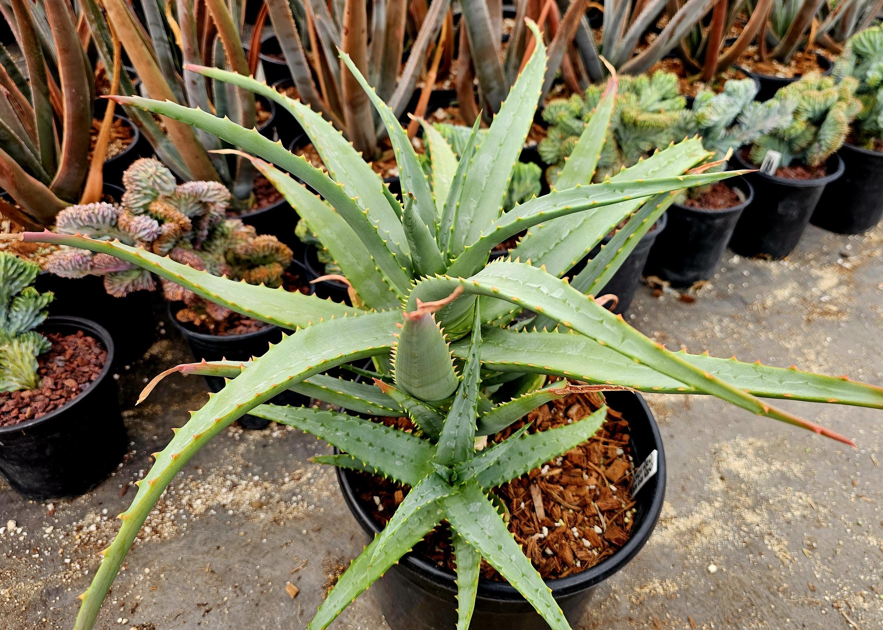 aloe vera tree for sale Large Aloe Vera Plant Bare root  Dose of Succulents