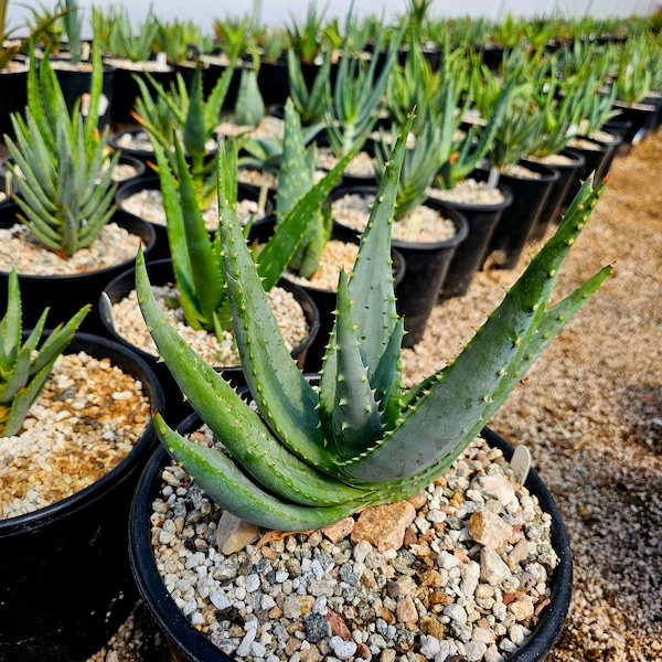 Gorgeous 3g Aloe Gerstneri, rare species from South Africa, KwaZulu-Natal province. Incredible bloomers, must have aloes!