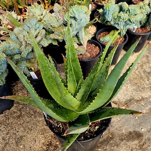 Aloe Excelsa - Etsy