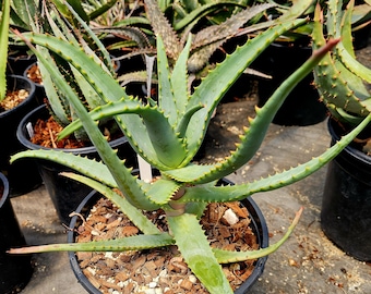 RARE Crimson Dragon Aloe Plant - Etsy