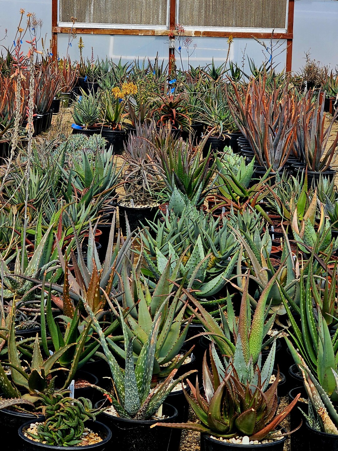 Collector's Choice 3g: Any 3g Size Aloe or Agave Plants. - Etsy