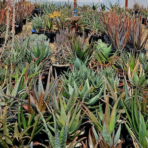 May include: A greenhouse filled with various types of green and brown succulent plants in black pots. The plants are arranged in rows and are growing in a variety of sizes and shapes.