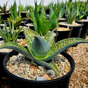 2g Aloe Deltoideodonta Sparkler Hybrid