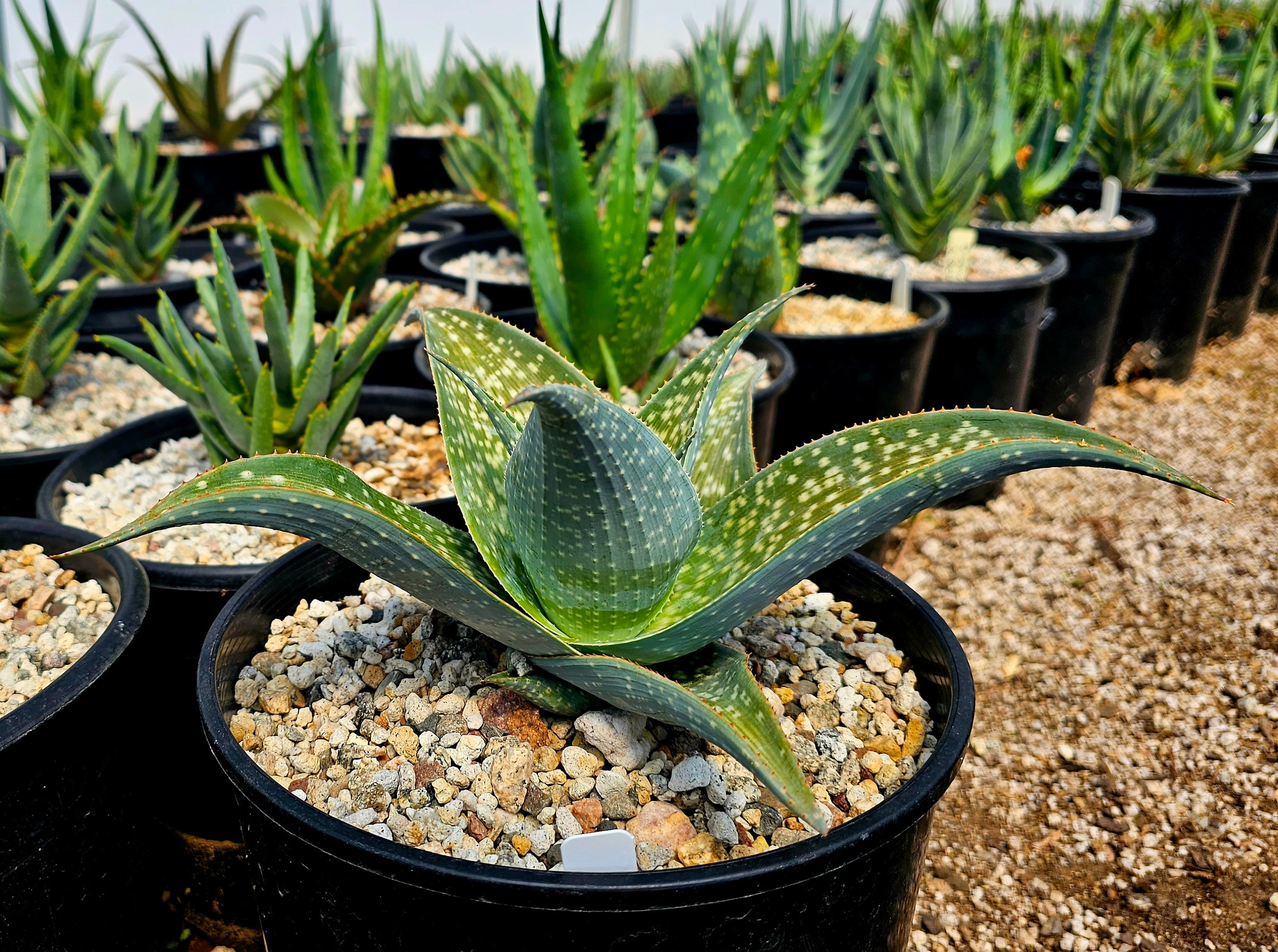 2g Aloe Deltoideodonta Sparkler Hybrid - Etsy