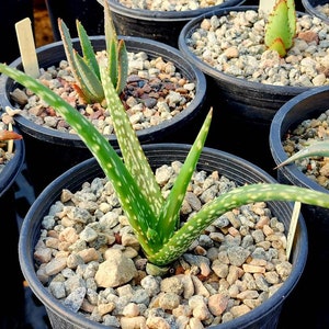 1g Aloe Trichosantha subsp. Longiflora.This aloe gets large,and the subspecies longiflora gets longer reddish wooly covered blooms.Top shelf image 2