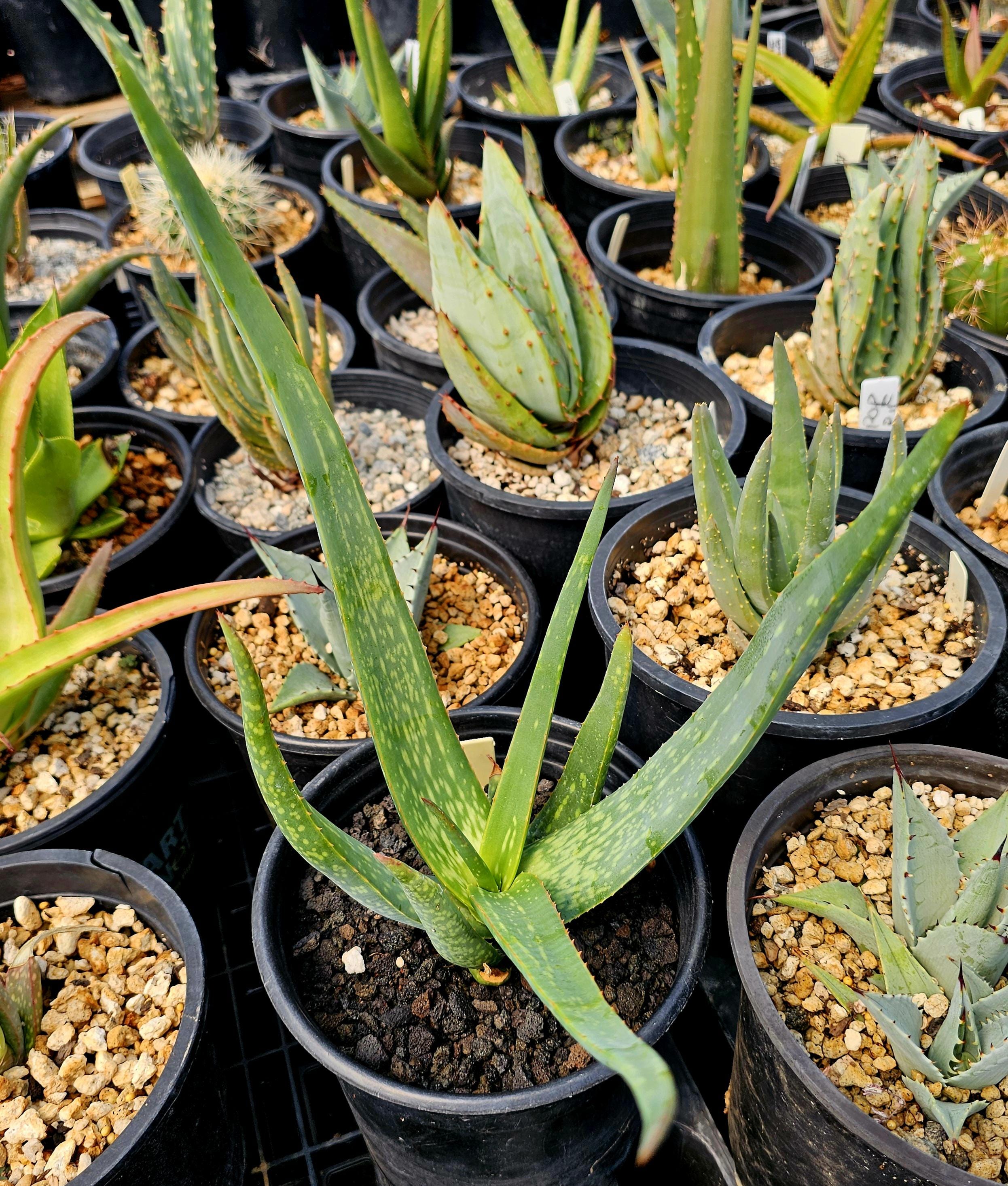 1g Aloe Buhrii Hybrid: Seed Grown, Red Teeth Foliage, Pups - Etsy 日本