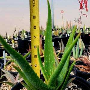 Gorgeous 2g Aloe Buhrii hybrid, incredible foliage. Top shelf, seed grown by Circadian Rhythm. Expected to be awesome bloomers. image 10