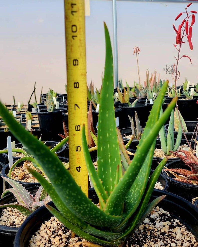 Gorgeous 2g Aloe Buhrii hybrid, incredible foliage. Top shelf, seed grown by Circadian Rhythm. Expected to be awesome bloomers. image 10