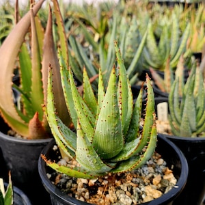 st barth aloe Ligne St Barth Aloe Vera Gel main image 0