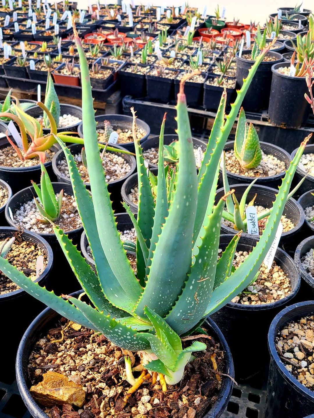 Large 2g Aloe Pubescens, Cold Hardy Garden Aloes. Blooms Are Pinkish ...