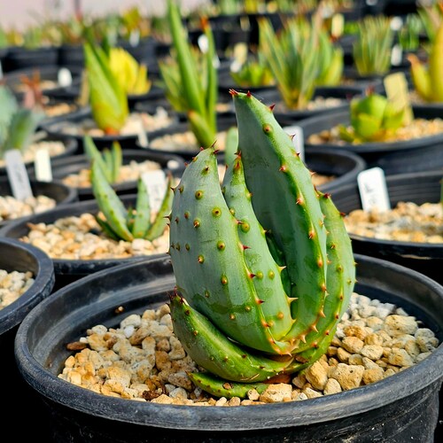 1g Aloe Excelsa: Rare South African Tree Aloe (seed Grown) - Etsy
