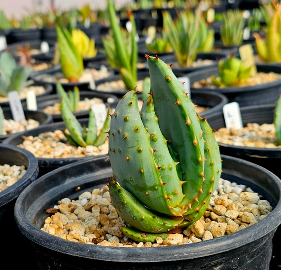 ＡＬＯＥです。 1g Aloe Excelsa: Rare South African Tree Aloe (seed Grown) - Etsy