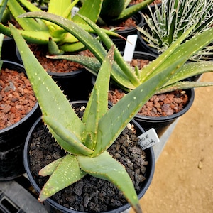Aloe Compressa - Etsy