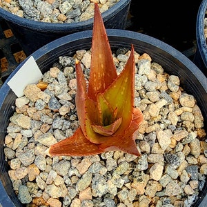 Sm.1g Aloe Butiabana, native to Butiaba Flats east of Lake Albert in western Uganda, growing in the grasslands. Seed grown, top shelf image 2