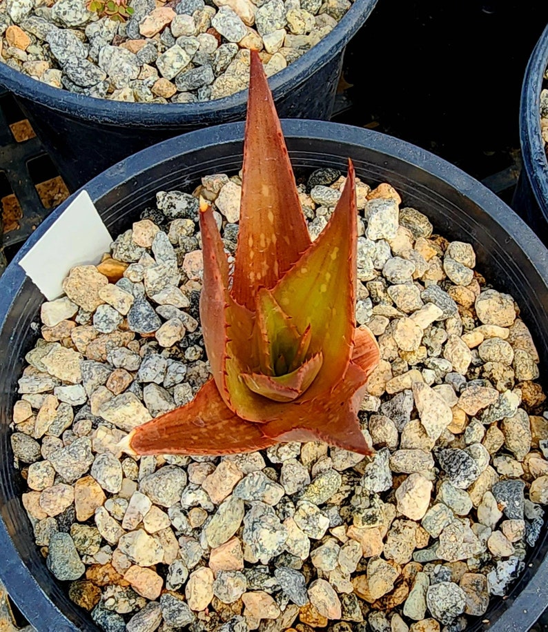 Sm.1g Aloe Butiabana, native to Butiaba Flats east of Lake Albert in western Uganda, growing in the grasslands. Seed grown, top shelf image 2