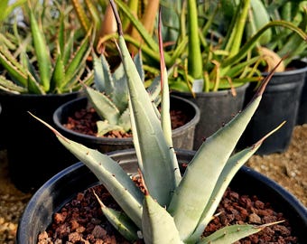 Agave Titanota 'caesar' - アガベ チタノタ “シーザー” - 凱撒嚴龍