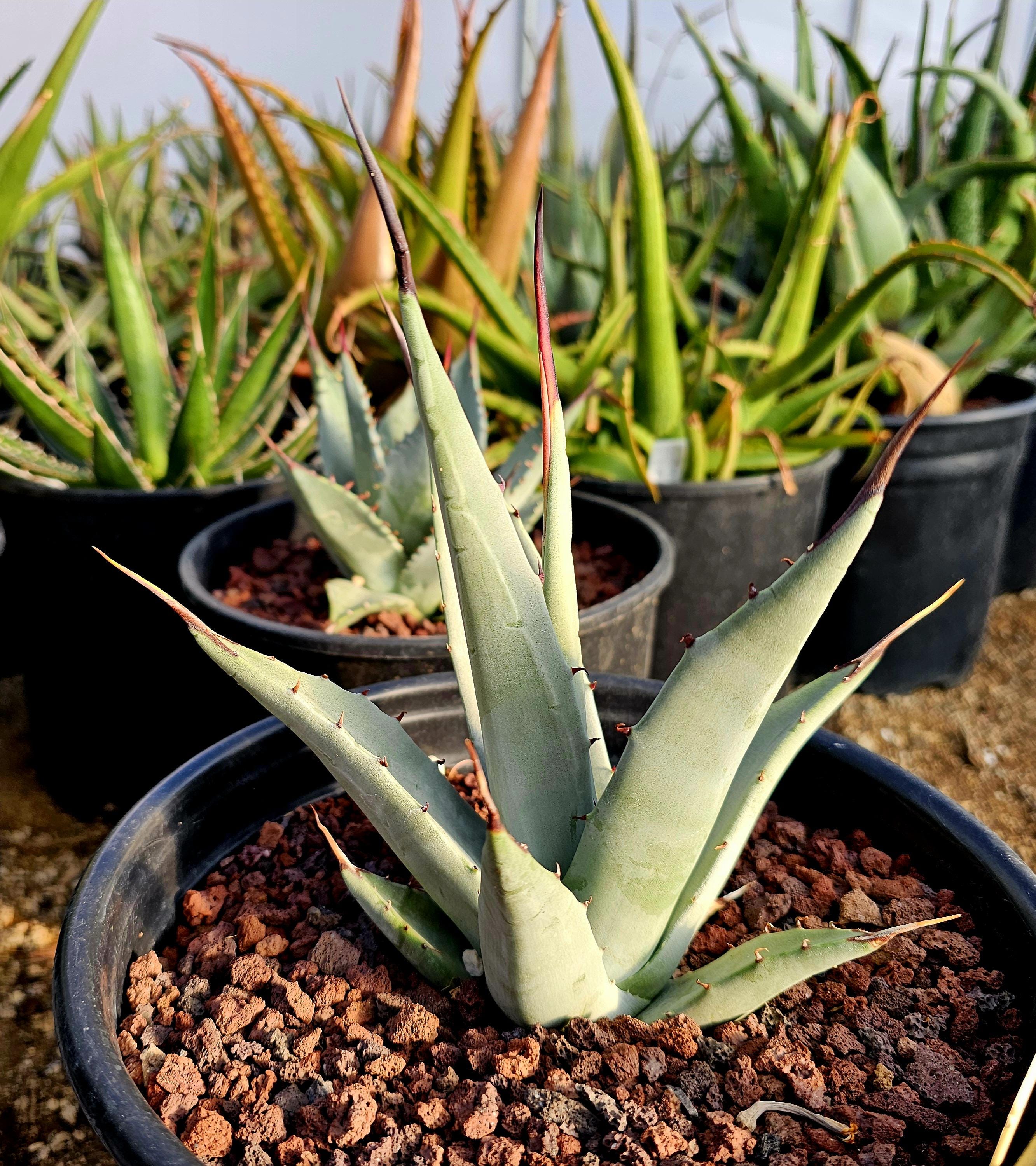 Agave Fo 076 - Etsy
