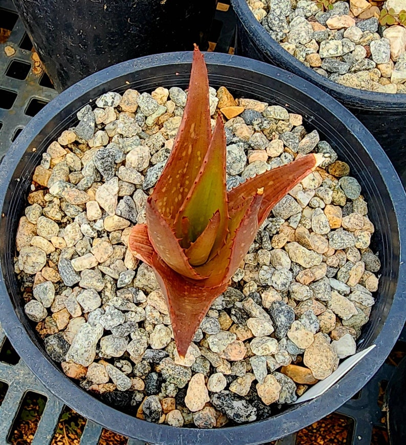 Sm.1g Aloe Butiabana, native to Butiaba Flats east of Lake Albert in western Uganda, growing in the grasslands. Seed grown, top shelf image 6