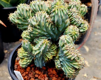 1g Myrtillocactus Geometrizans Cristata Elite Cactus, From Circadian Rhythm Greenhouses #1