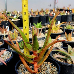 1g Aloe Rupestris. These are tree aloes from South Africa. These get beautiful bottlebrush blooms. Very cold hardy,tested to 27 at CR image 8