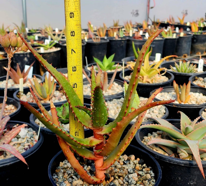 1g Aloe Rupestris. These are tree aloes from South Africa. These get beautiful bottlebrush blooms. Very cold hardy,tested to 27 at CR image 8