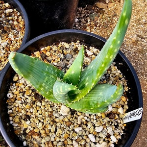 Rare 2g Aloe Gariepensis, seed grown and top shelf.Gariepensis is usually solitary.Native to Northern Cape to Namaqualand on rocky slopes image 4