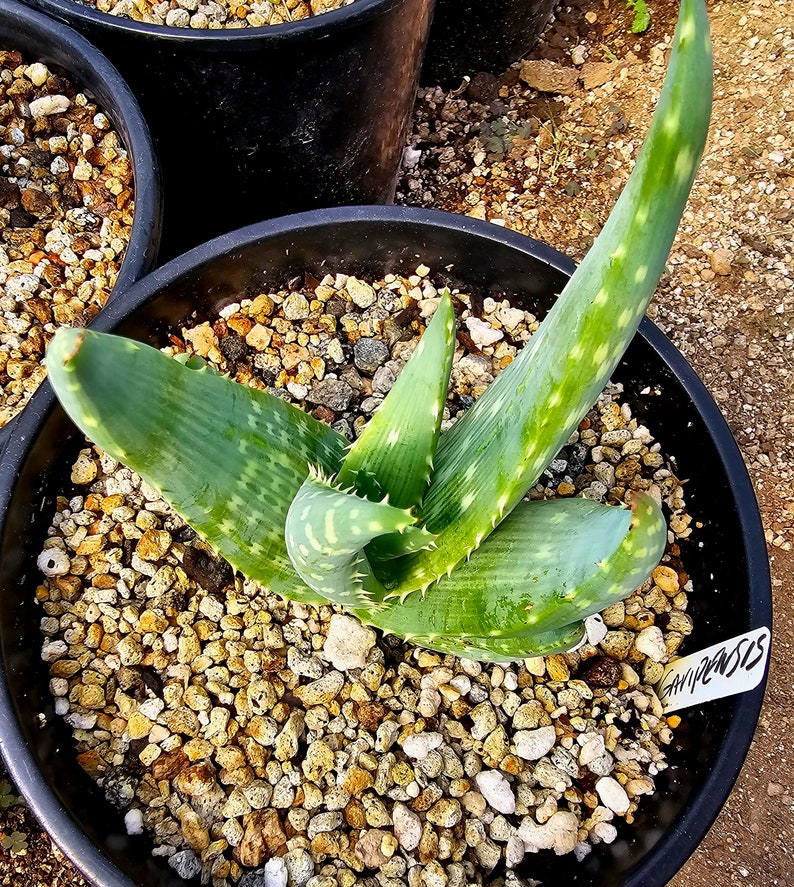 Rare 2g Aloe Gariepensis, seed grown and top shelf.Gariepensis is usually solitary.Native to Northern Cape to Namaqualand on rocky slopes image 4