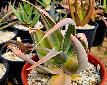 3g Aloe Globuligemma Extremely unique blooms,cold hardy, pest resistant. Gemma is rarely seen in cultivation. These will produce pups.