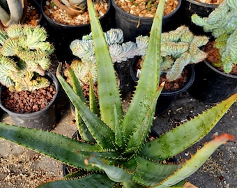 Aloe Harlana, Can Reach up to 20" Long and 6" Wide. Xeriscaping, Desert  Gardens, Rock Gardens & Indoors as a Houseplant. Hardy to 25F - Etsy