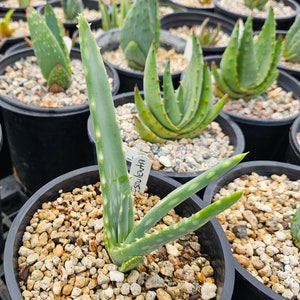 Seed grown 1g Aloe Esculenta, a rarely seen aloe of Angola. Gorgeous bloomers, stunning foliage, must have aloe for the collector. Top shelf image 2