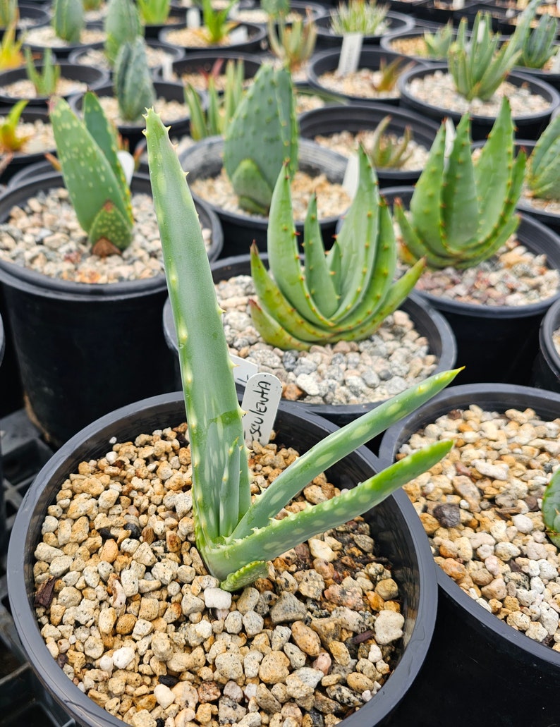 Seed grown 1g Aloe Esculenta, a rarely seen aloe of Angola. Gorgeous bloomers, stunning foliage, must have aloe for the collector. Top shelf image 2