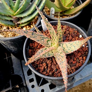Aloe 'Ninja Star' #7: Circadian Rhythm Hybrid with Red Blooms