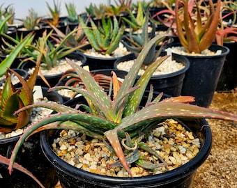 3g Aloe sinkatana cluster, these are stemless aloes that get gorgeous yellow blooms. Excellent for potting or garden planting. Top shelf