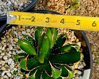 Agave horrida California seeding 実生 $_12.JPG?set_id=880000500F