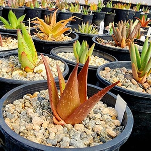 Sm.1g Aloe Butiabana, native to Butiaba Flats east of Lake Albert in western Uganda, growing in the grasslands. Seed grown, top shelf image 3