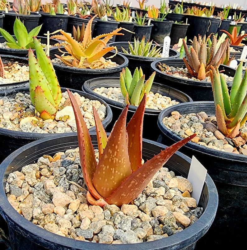 Sm.1g Aloe Butiabana, native to Butiaba Flats east of Lake Albert in western Uganda, growing in the grasslands. Seed grown, top shelf image 3