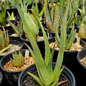 Rare 1g Aloe Argentifolia. Newly described aloe from Mozambique. These are seed grown plants grown in Circadian Rhythm Greenhouses.