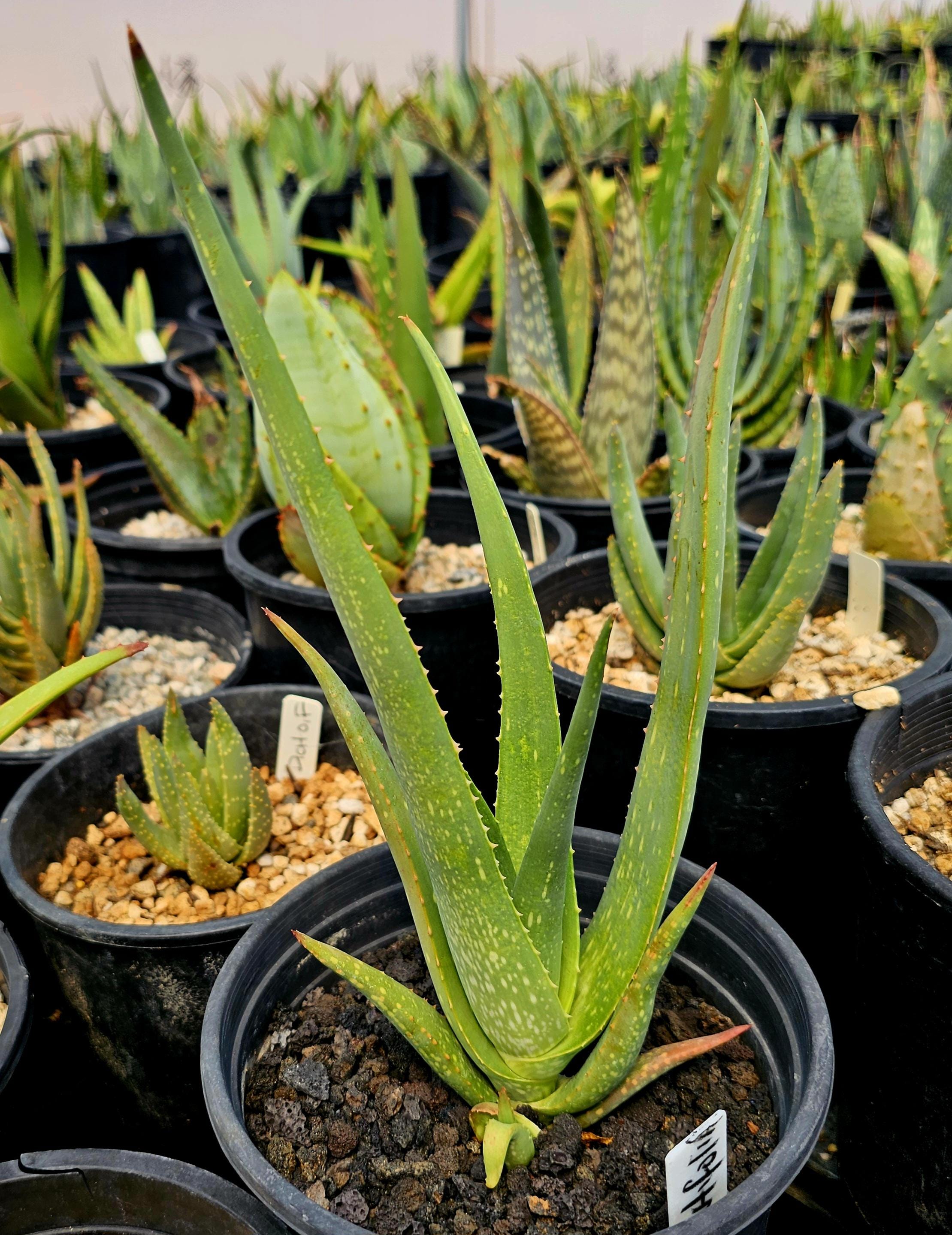 aloe vera spray fr die haare Forever Aloe First  Beruhigender Pflege-Allrounder fr Haut, Haare &   Dein Fellnasen Shop