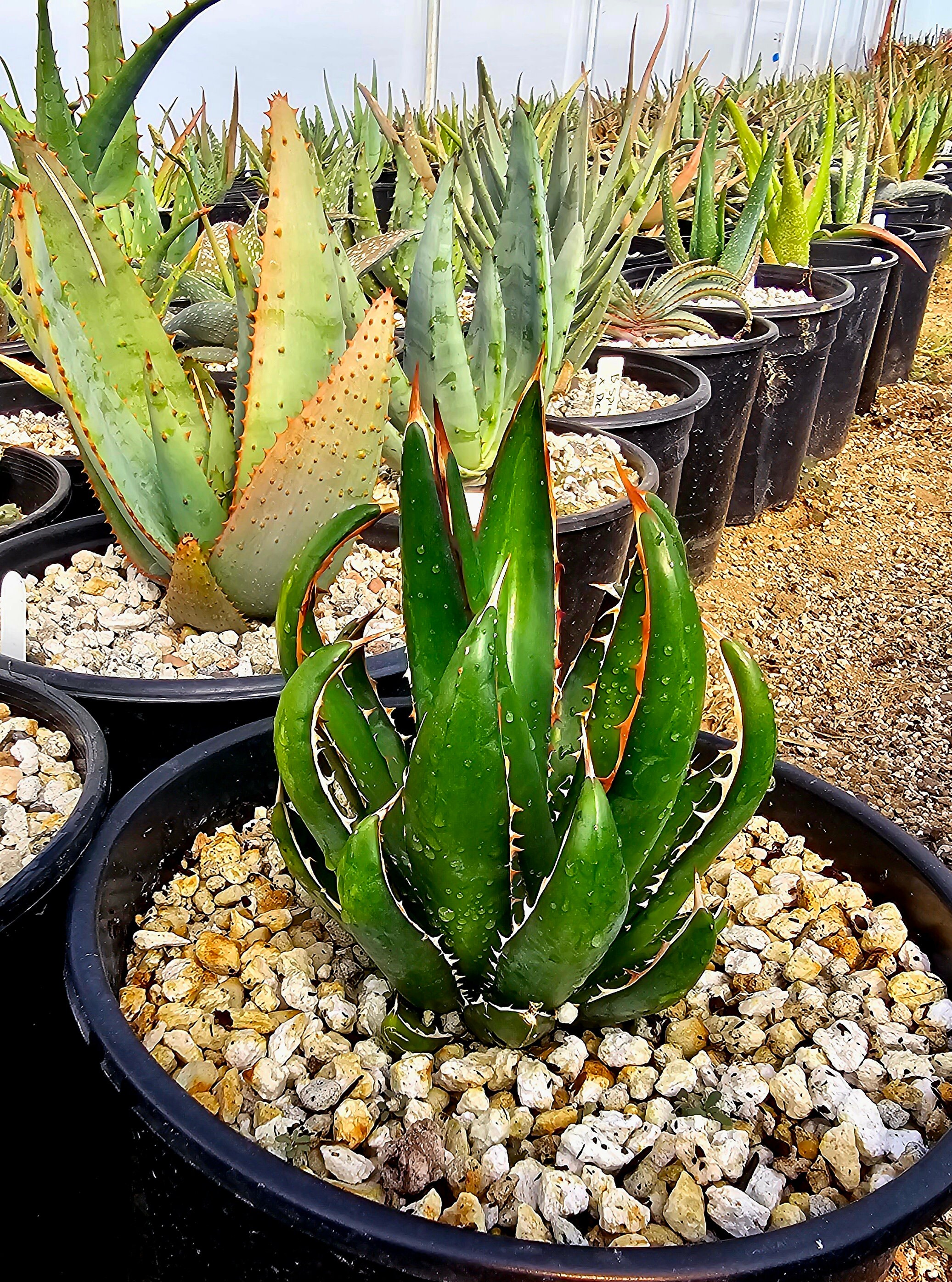 Agave Horrida Perotensis: Cold Hardy Succulent, Seed Grown (2g) - Etsy