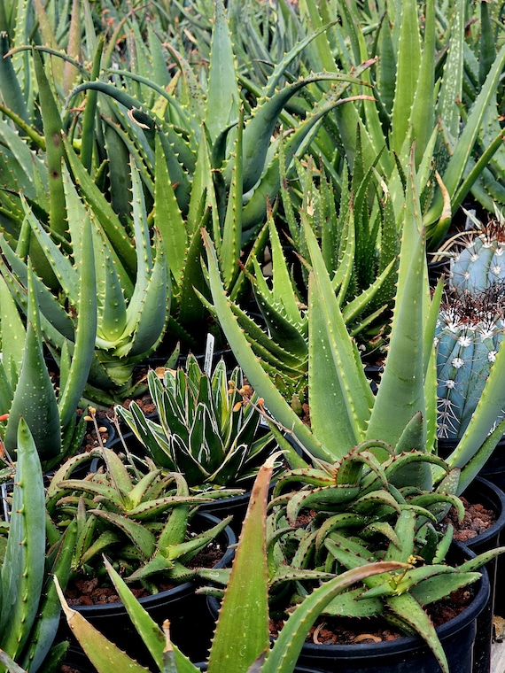 Lg.1g Rare Dwarf Aloe Castilloniae: Madagascar Succulent. - Etsy