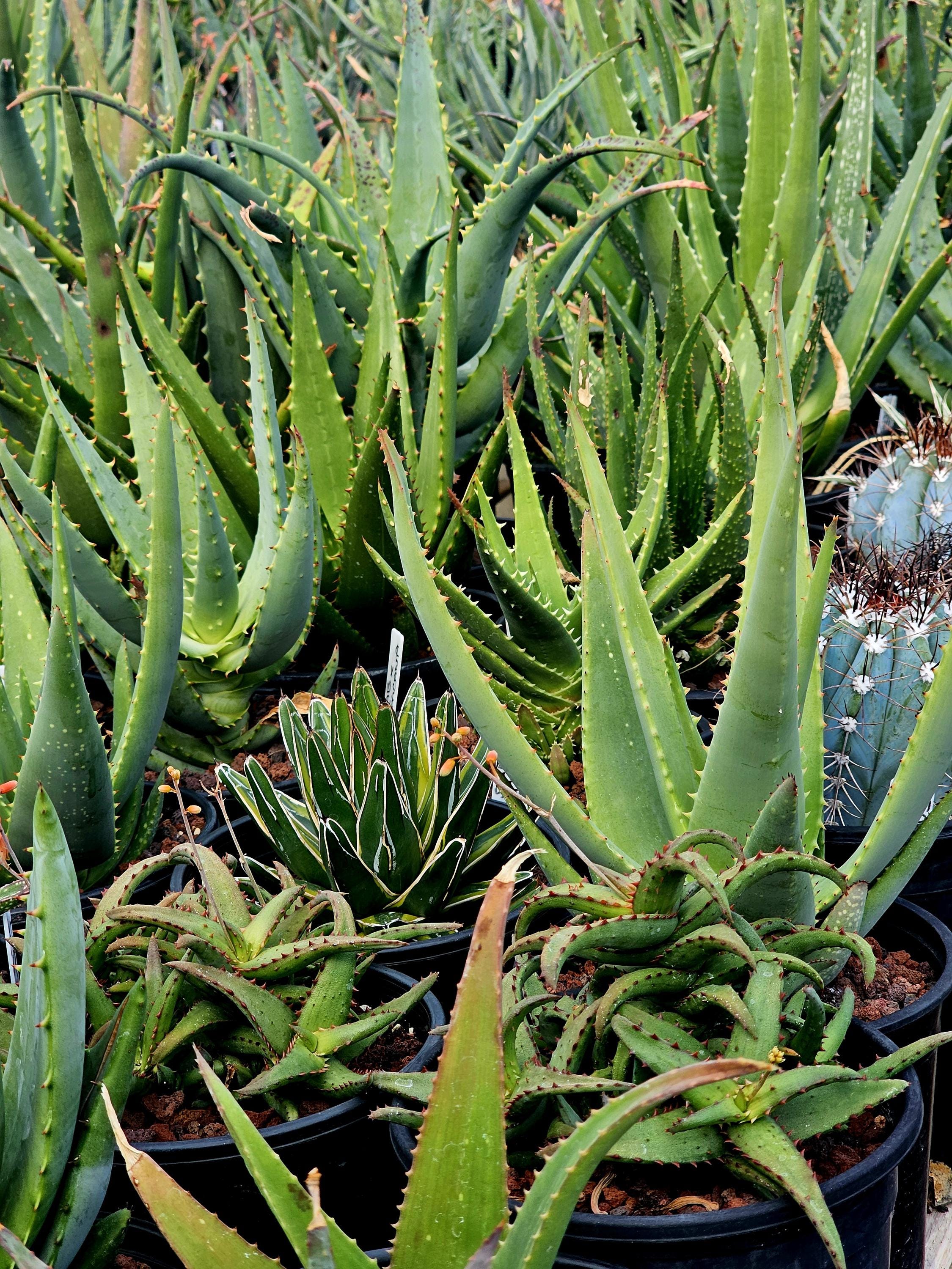 Lg.1g Rare Dwarf Aloe Castilloniae: Madagascar Succulent. - Etsy